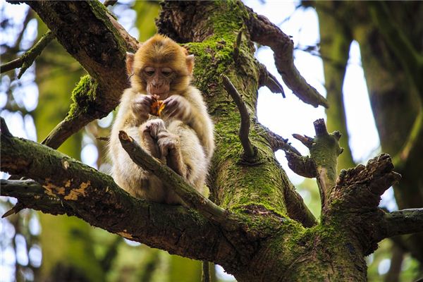 五格起名:吳陽旭