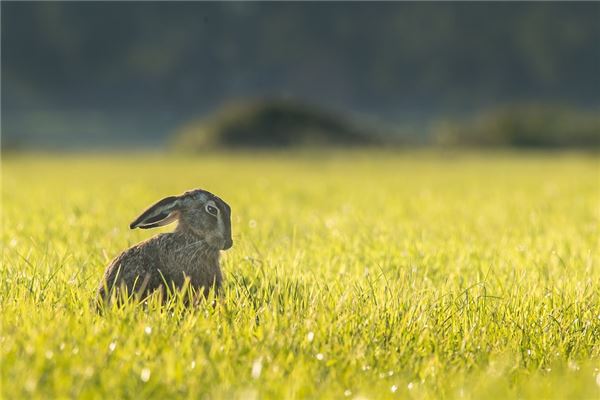 周詩(shī)嘉的姓名打分結(jié)果_周詩(shī)嘉五行分析