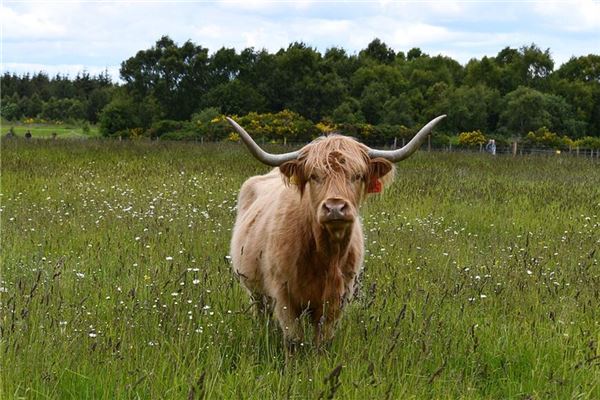 黃瀞怡的姓名打分結(jié)果_黃瀞怡五行分析