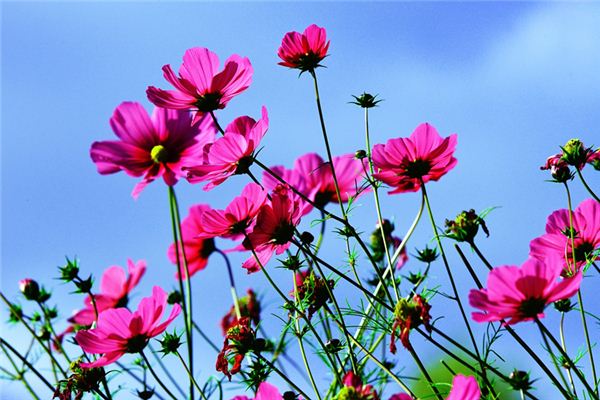 免費起名_周晨軒