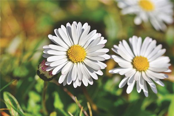 取名字打分:吳水蕊