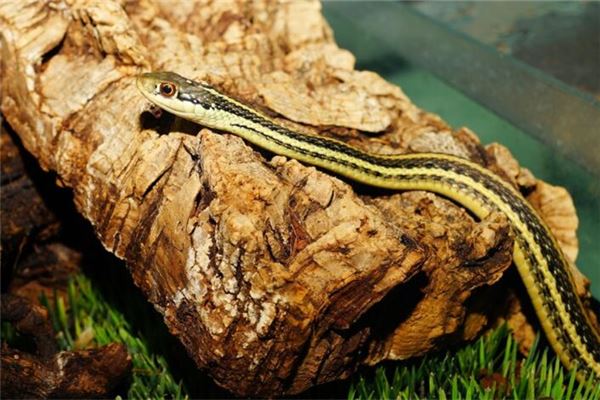 金飛迅的姓名打分結果_金飛迅五行分析