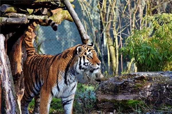 取名方法_鄭湛芳