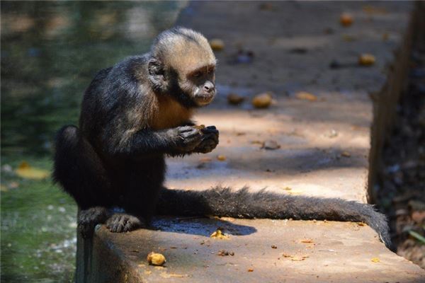 有什么好的家族名字
