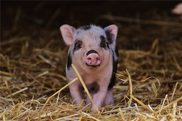 任萍萍的姓名打分結果_任萍萍五行分析