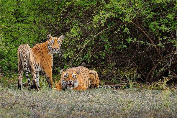 有寓意的名字:吳雅容